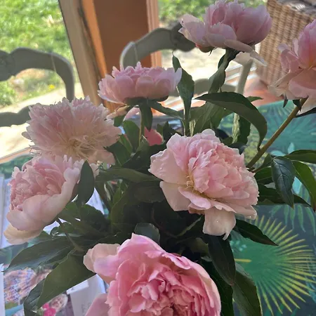 Les Salins De Vue Exceptionnelle Superbe T2 De 55m2 Lejlighed Hyères